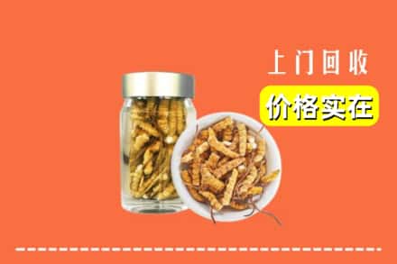 大石桥市回收散虫草