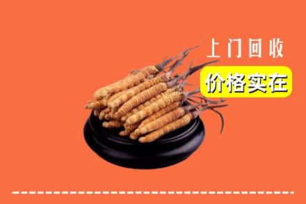 大石桥市回收冬虫夏草